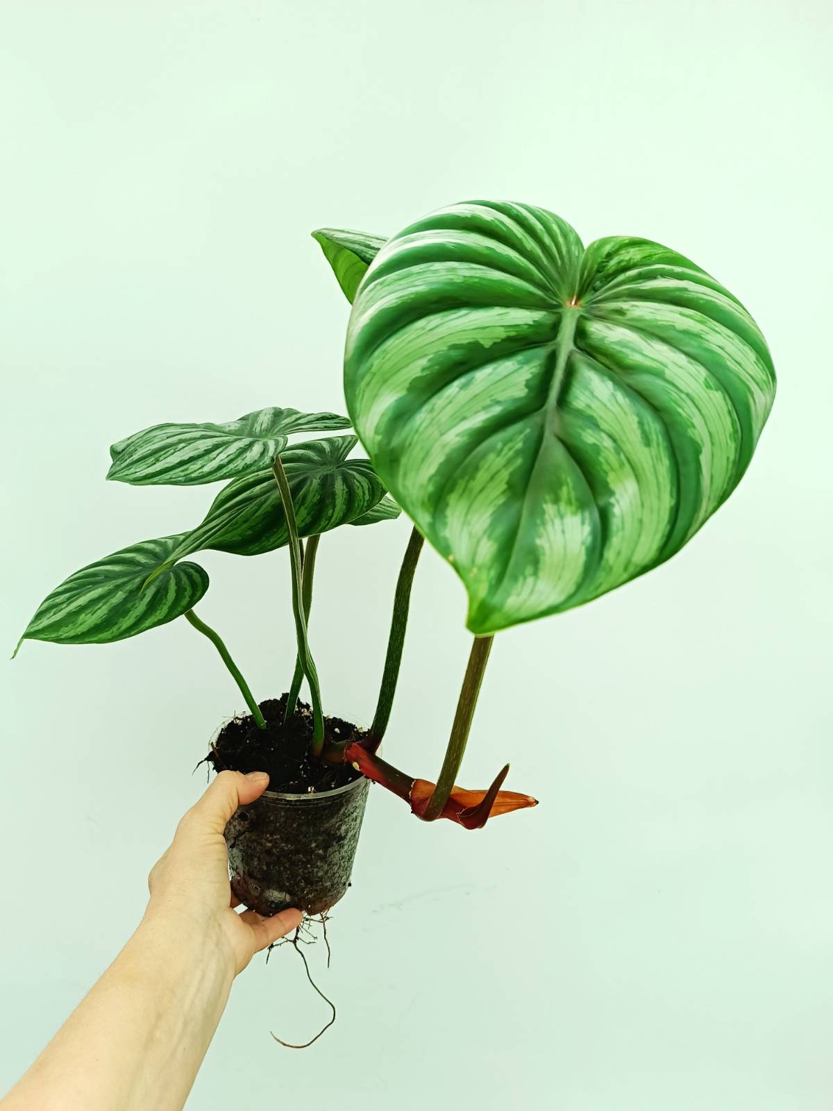 Philodendron plowmanii watermelon