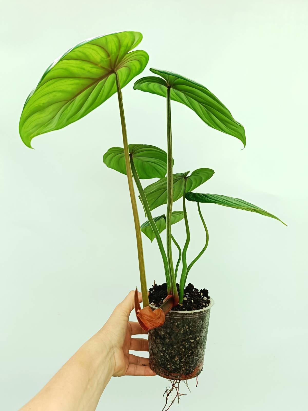 Philodendron plowmanii watermelon