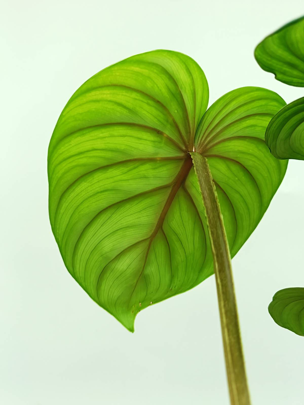 Philodendron plowmanii watermelon
