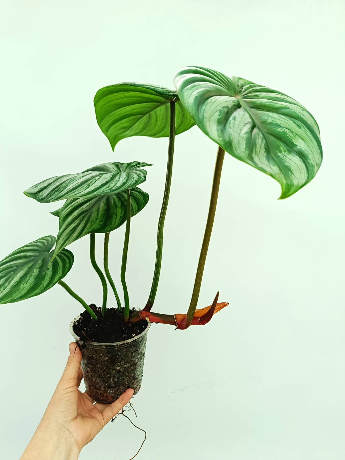 Philodendron plowmanii watermelon