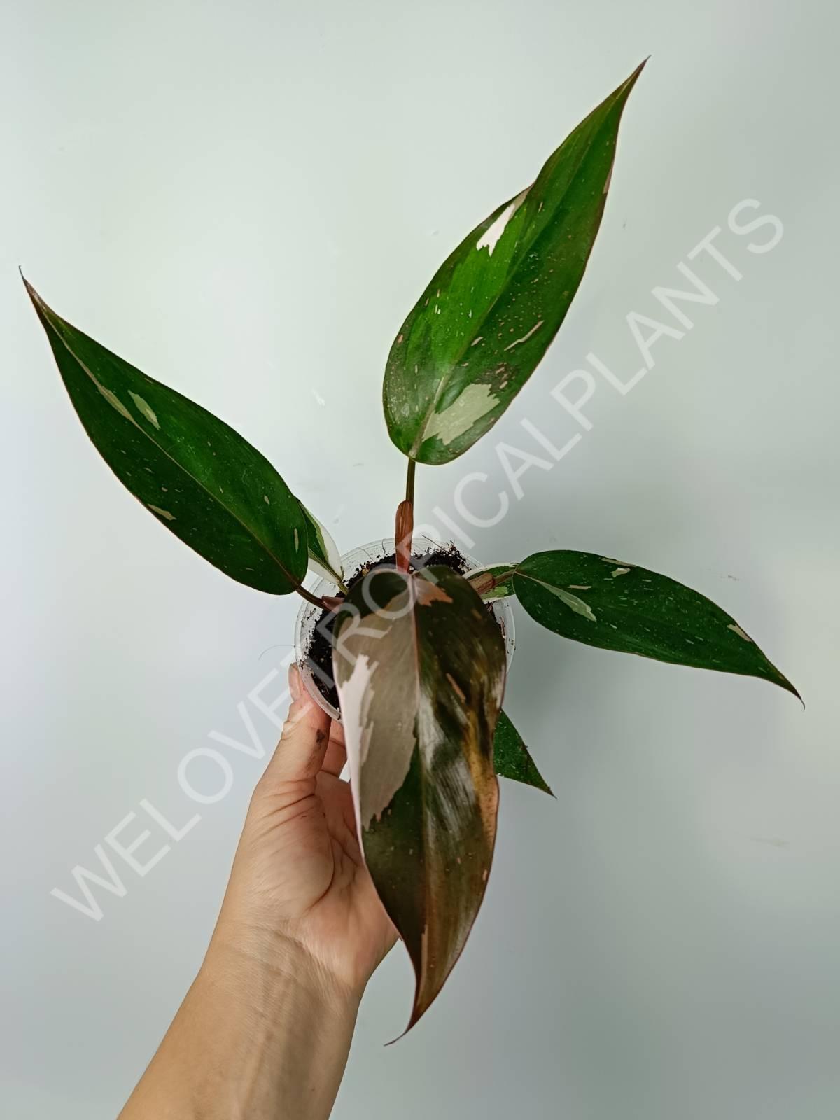 red anderson philodendron vs red emerald Philodendron red anderson (young plant)