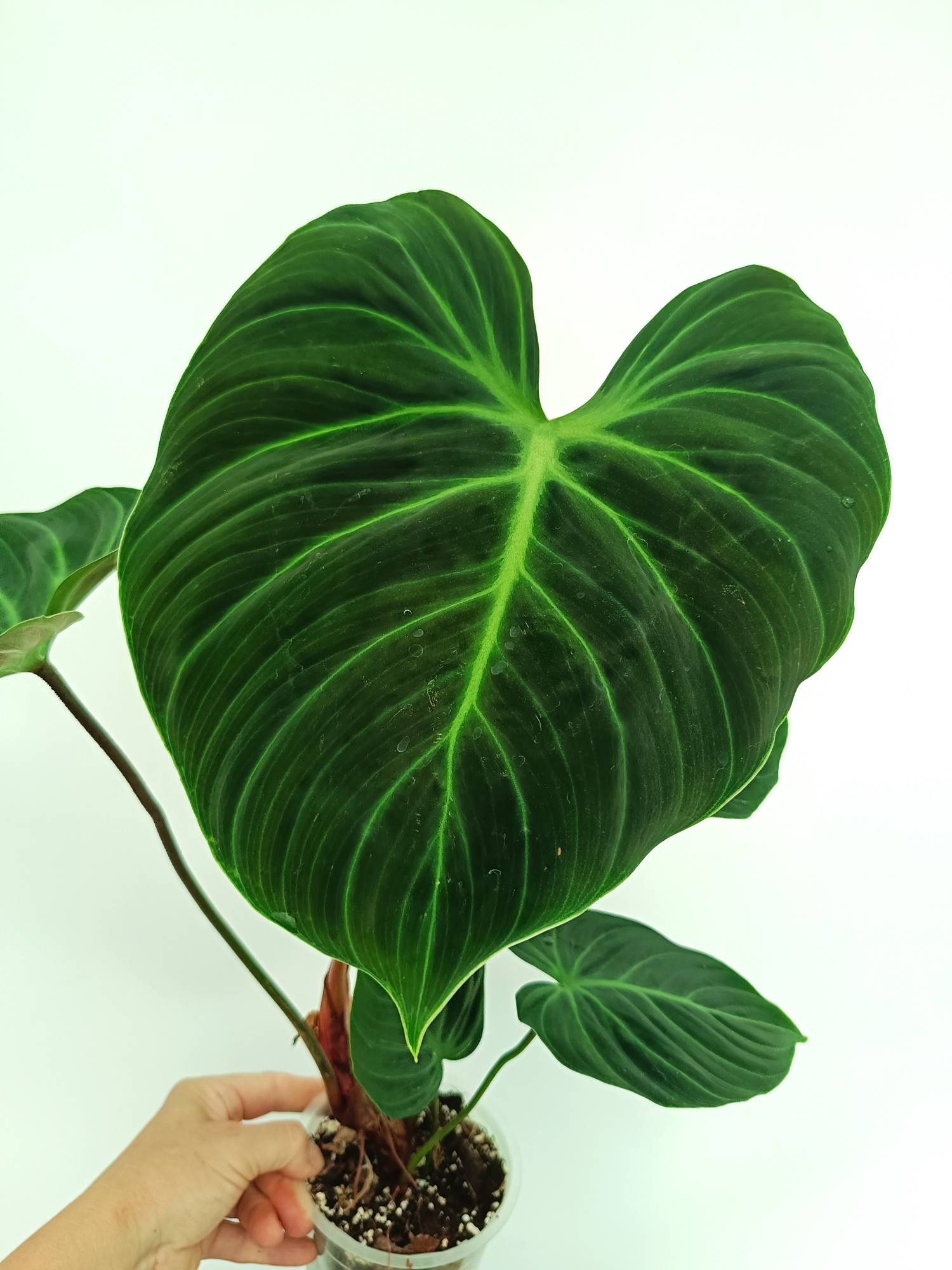 philodendron parvilobum Philodendron Rubrijuvenile El Choco Red