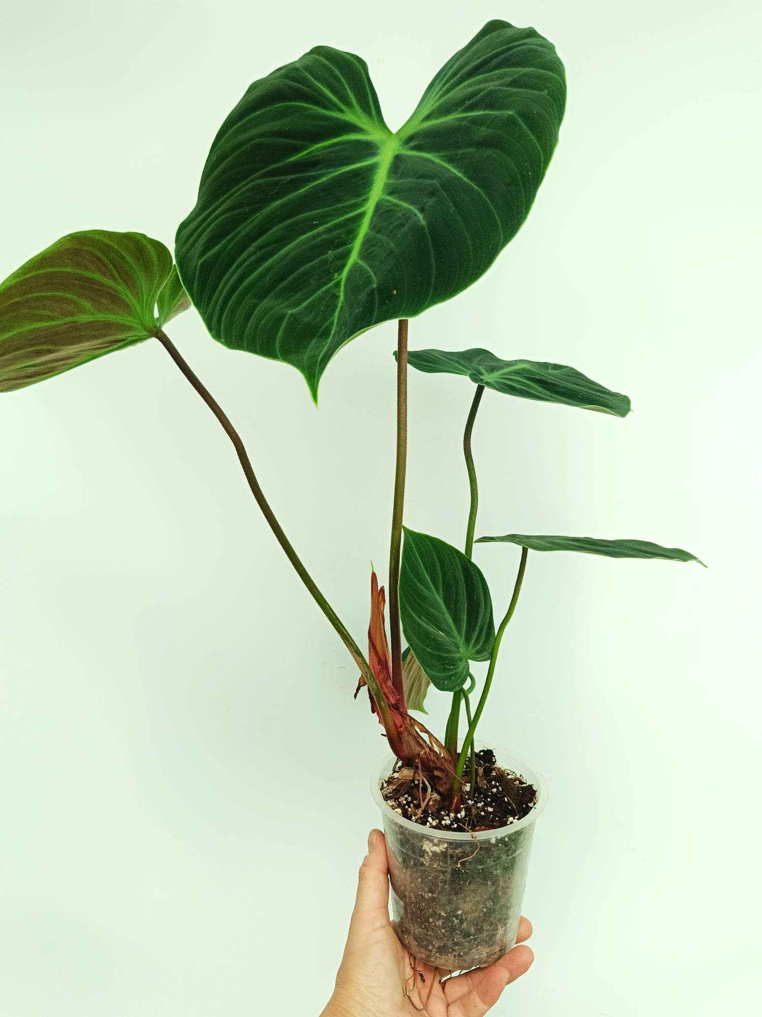 Philodendron Rubrijuvenile El Choco Red
