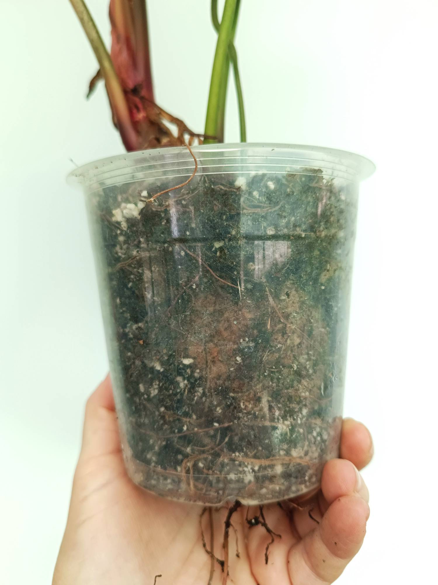 Philodendron Rubrijuvenile El Choco Red