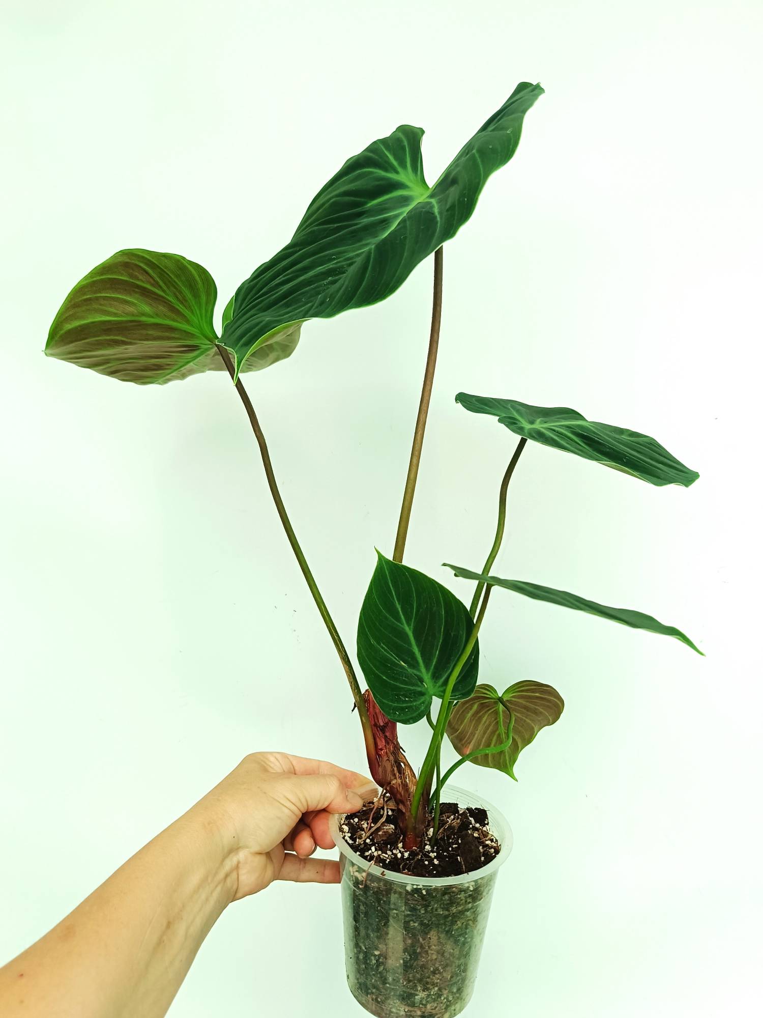Philodendron Rubrijuvenile El Choco Red