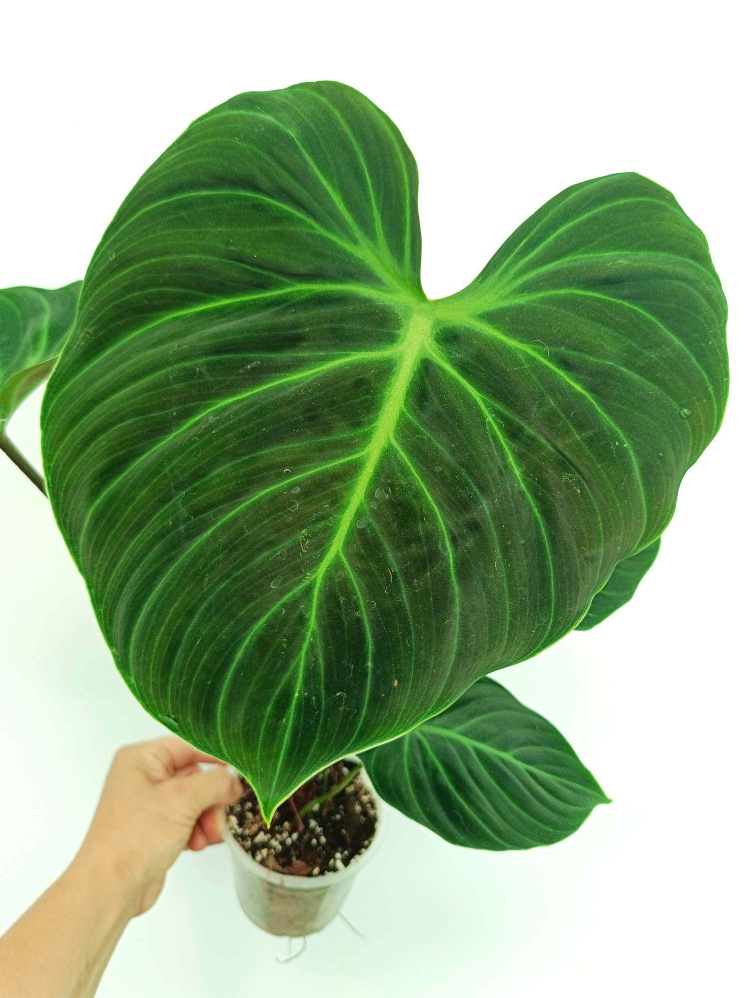 Philodendron Rubrijuvenile El Choco Red