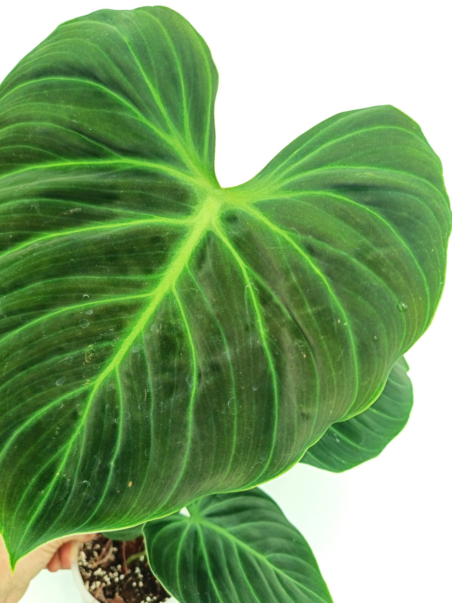 Philodendron Rubrijuvenile El Choco Red