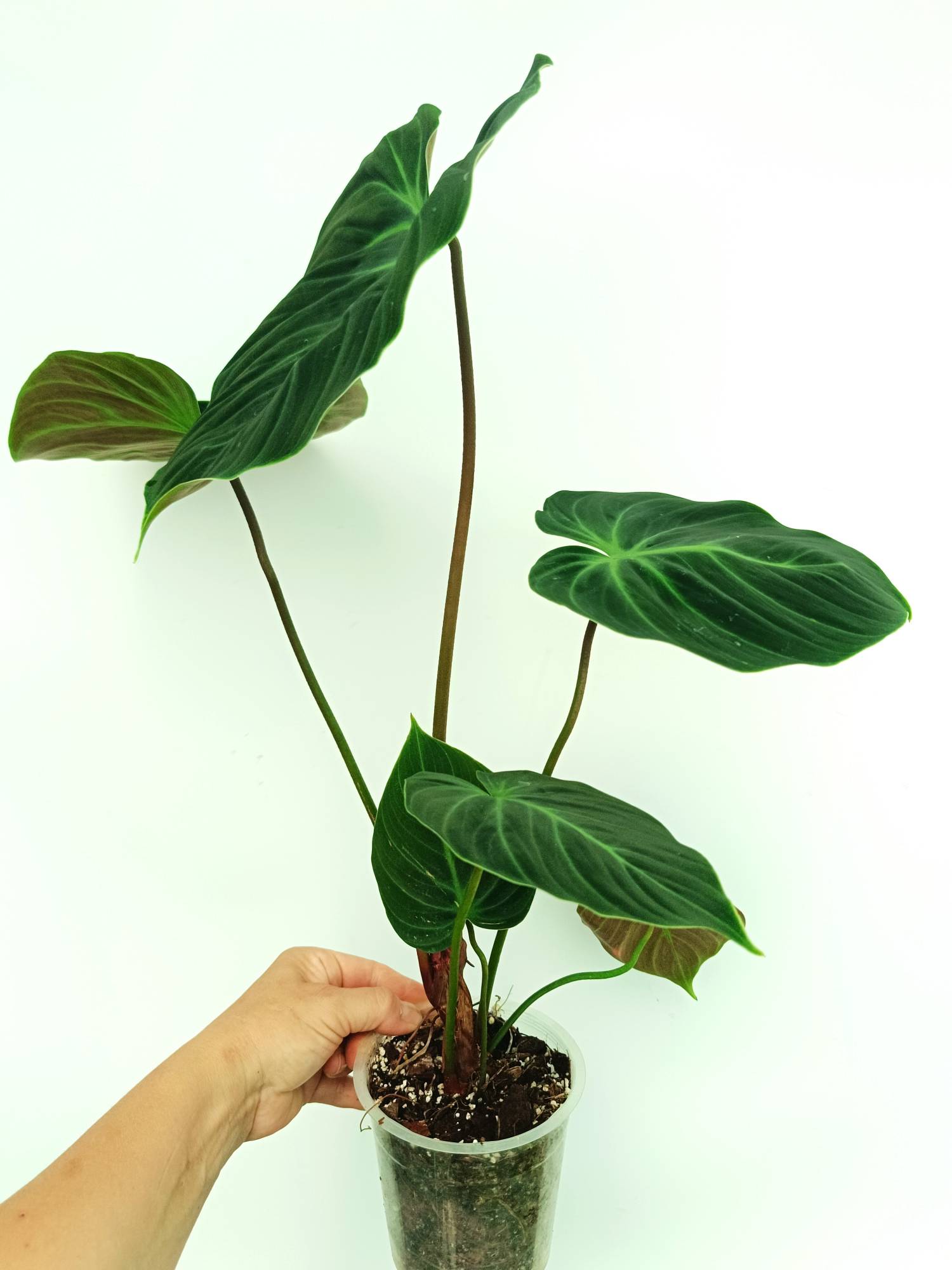 Philodendron Rubrijuvenile El Choco Red