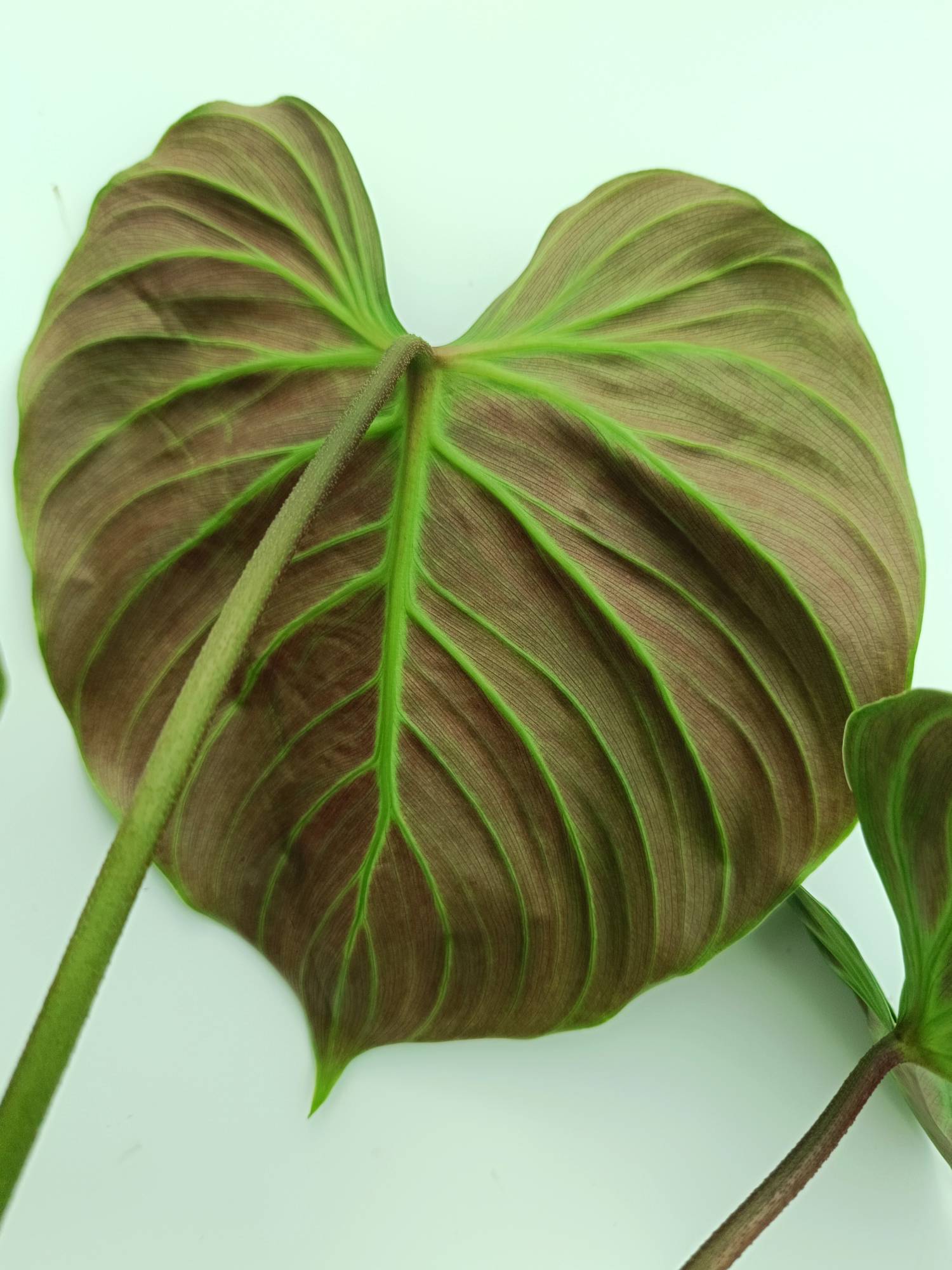 Philodendron Rubrijuvenile El Choco Red