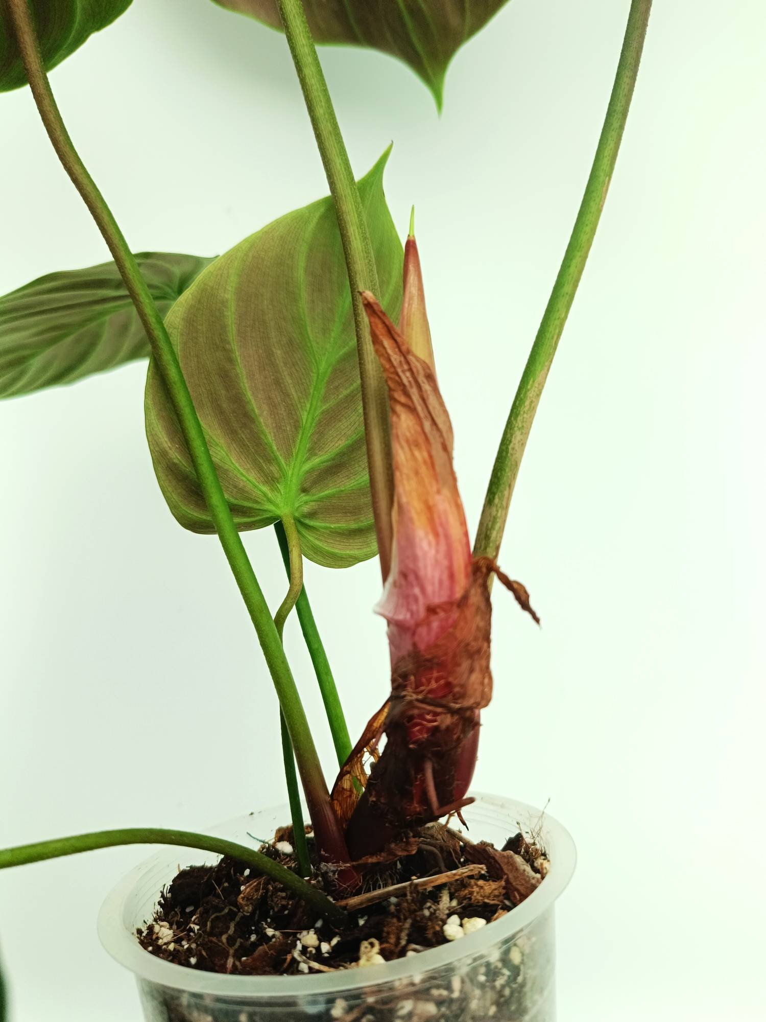 Philodendron Rubrijuvenile El Choco Red