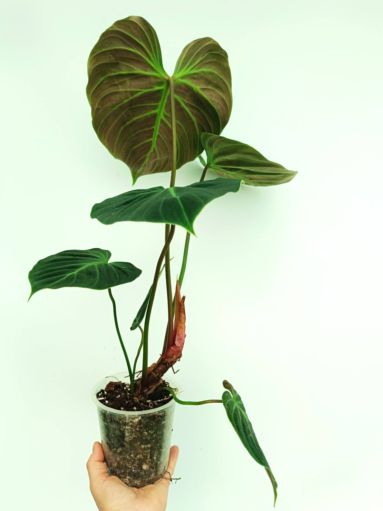 Philodendron Rubrijuvenile El Choco Red