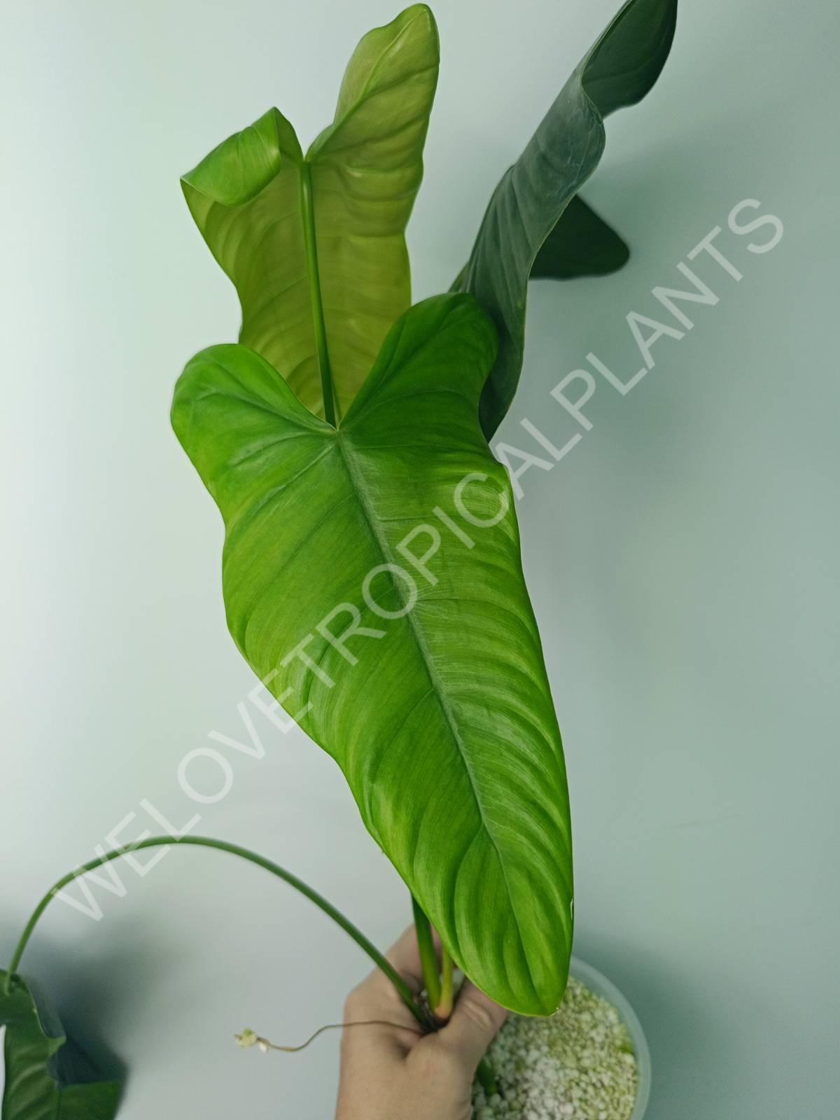 philodendron sharoniae vs tenue Philodendron sharoniae (young plant)