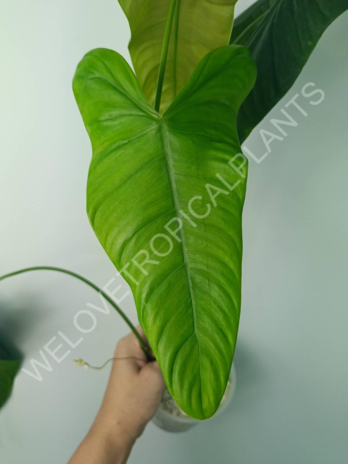 Philodendron sharoniae (young plant)