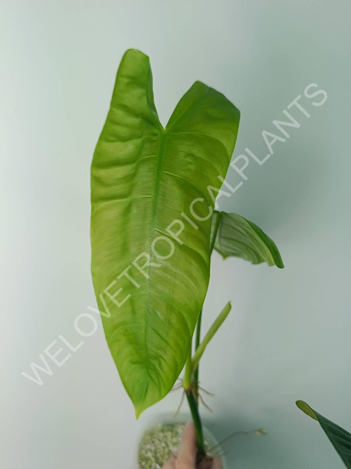 Philodendron sharoniae (young plant)
