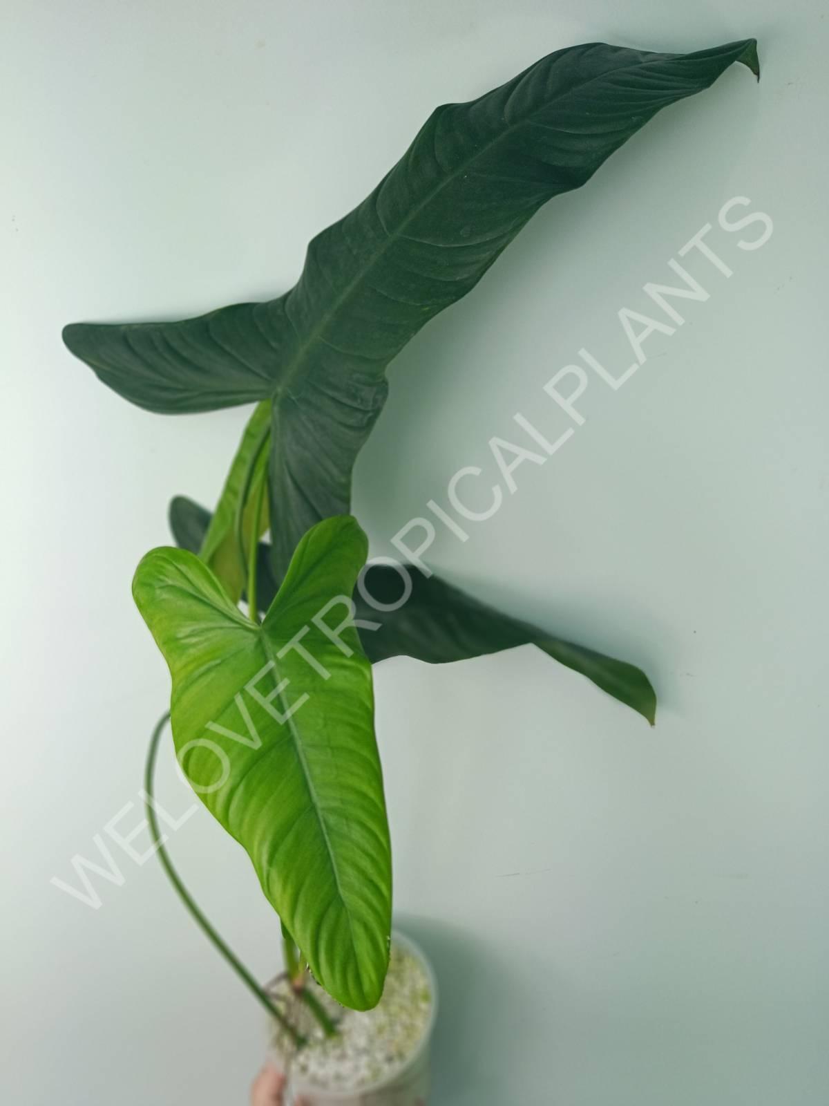 Philodendron sharoniae (young plant)