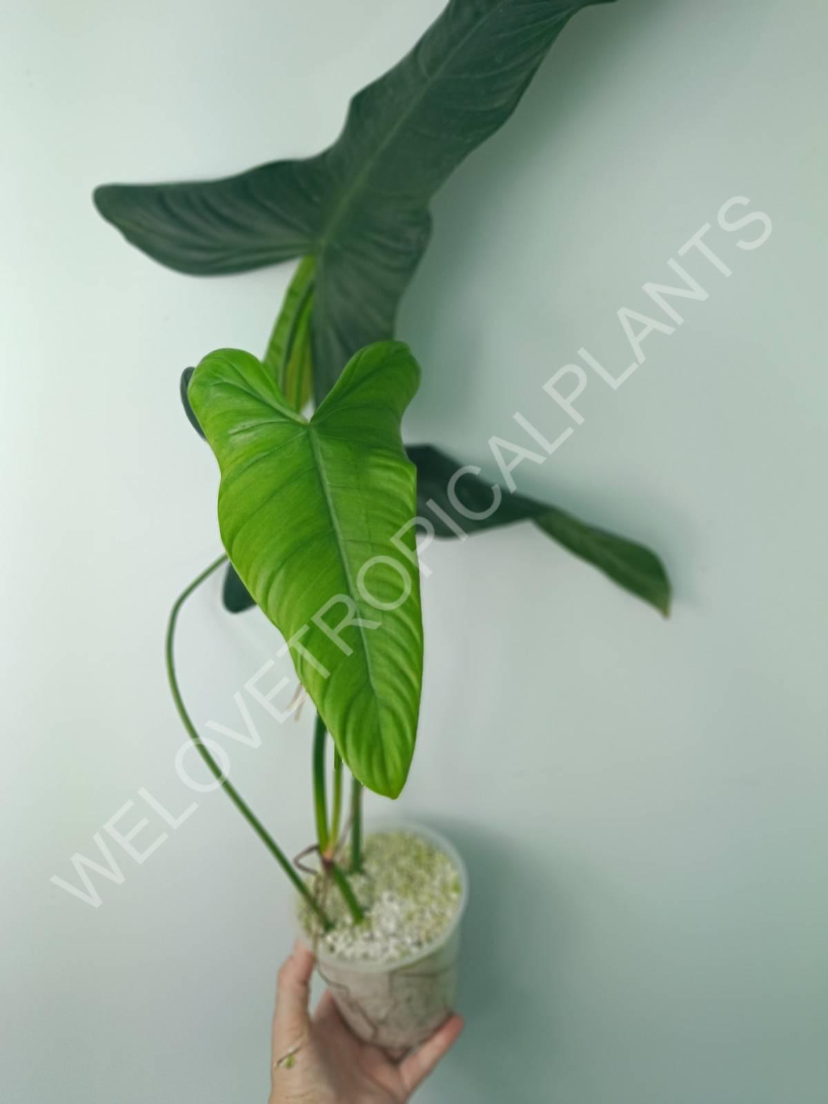 Philodendron sharoniae (young plant)
