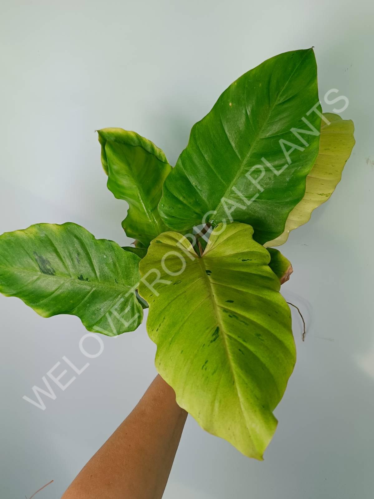 Philodendron snowdrift variegata