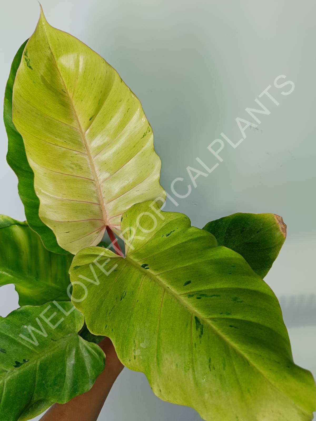 Philodendron snowdrift variegata