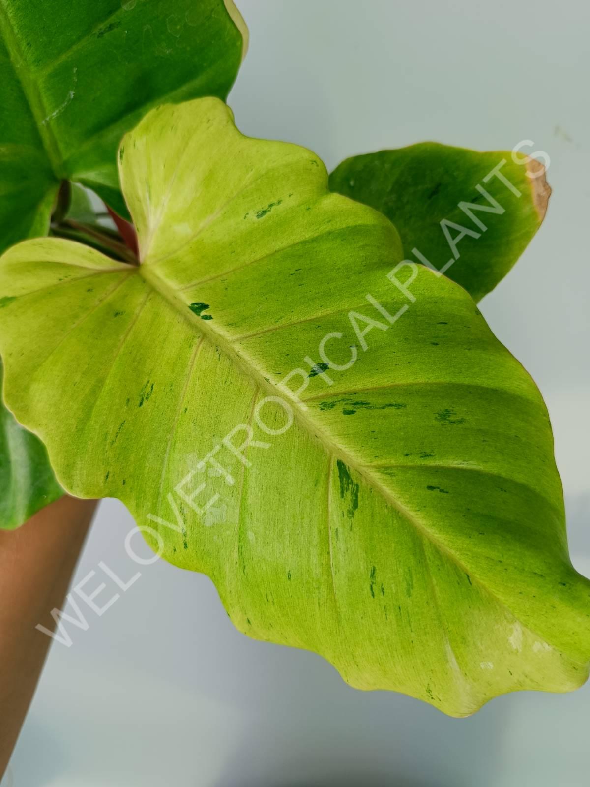 Philodendron snowdrift variegata