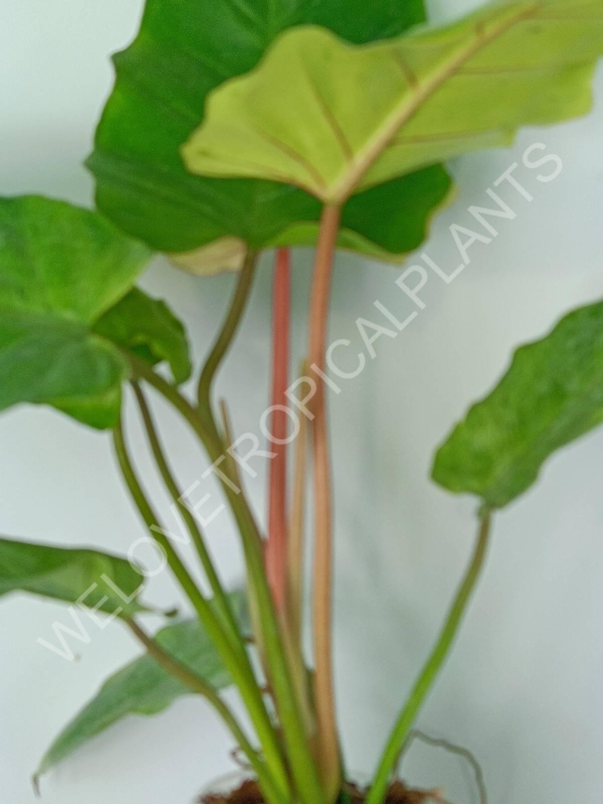 Philodendron snowdrift variegata