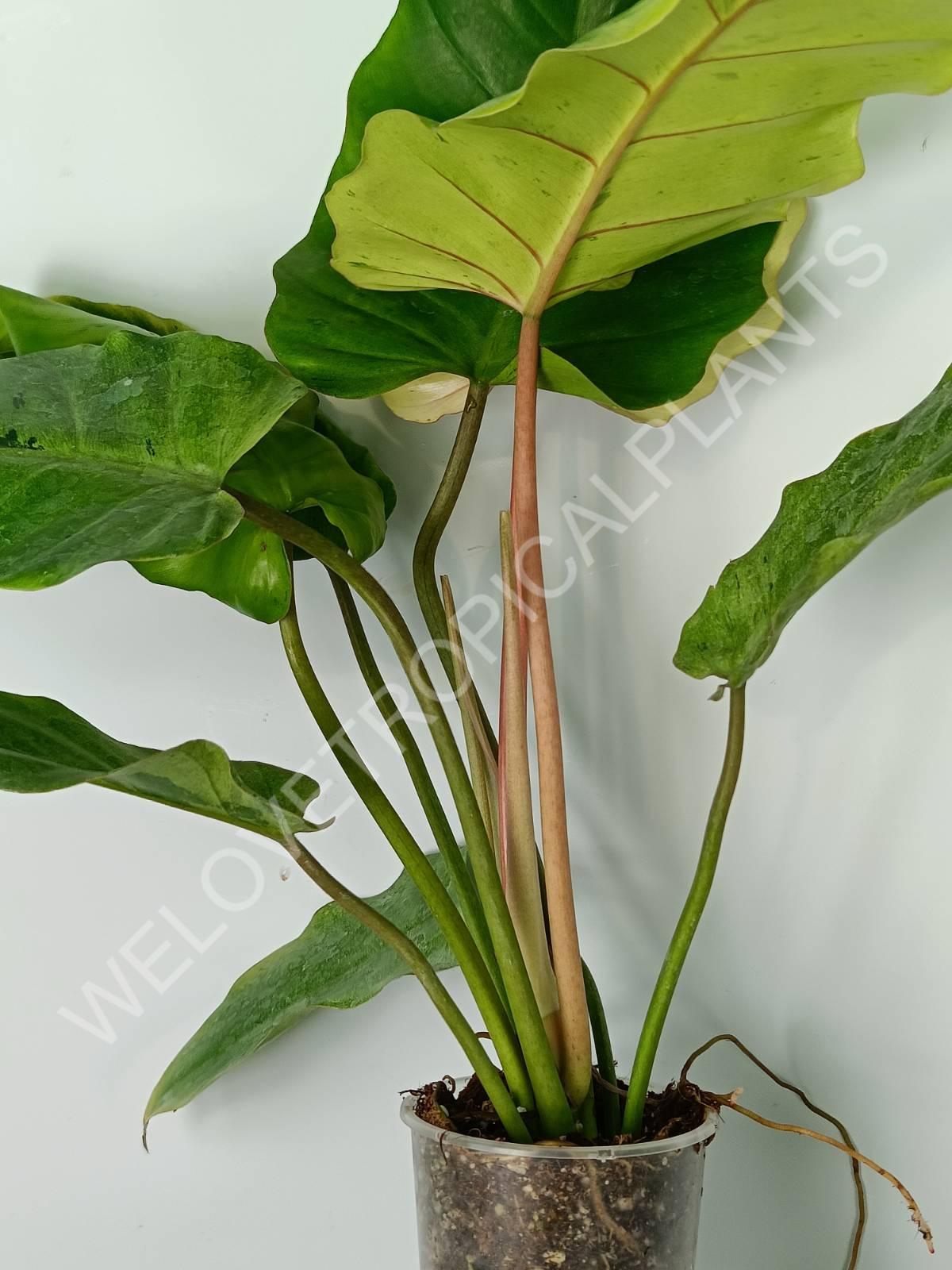 Philodendron snowdrift variegata
