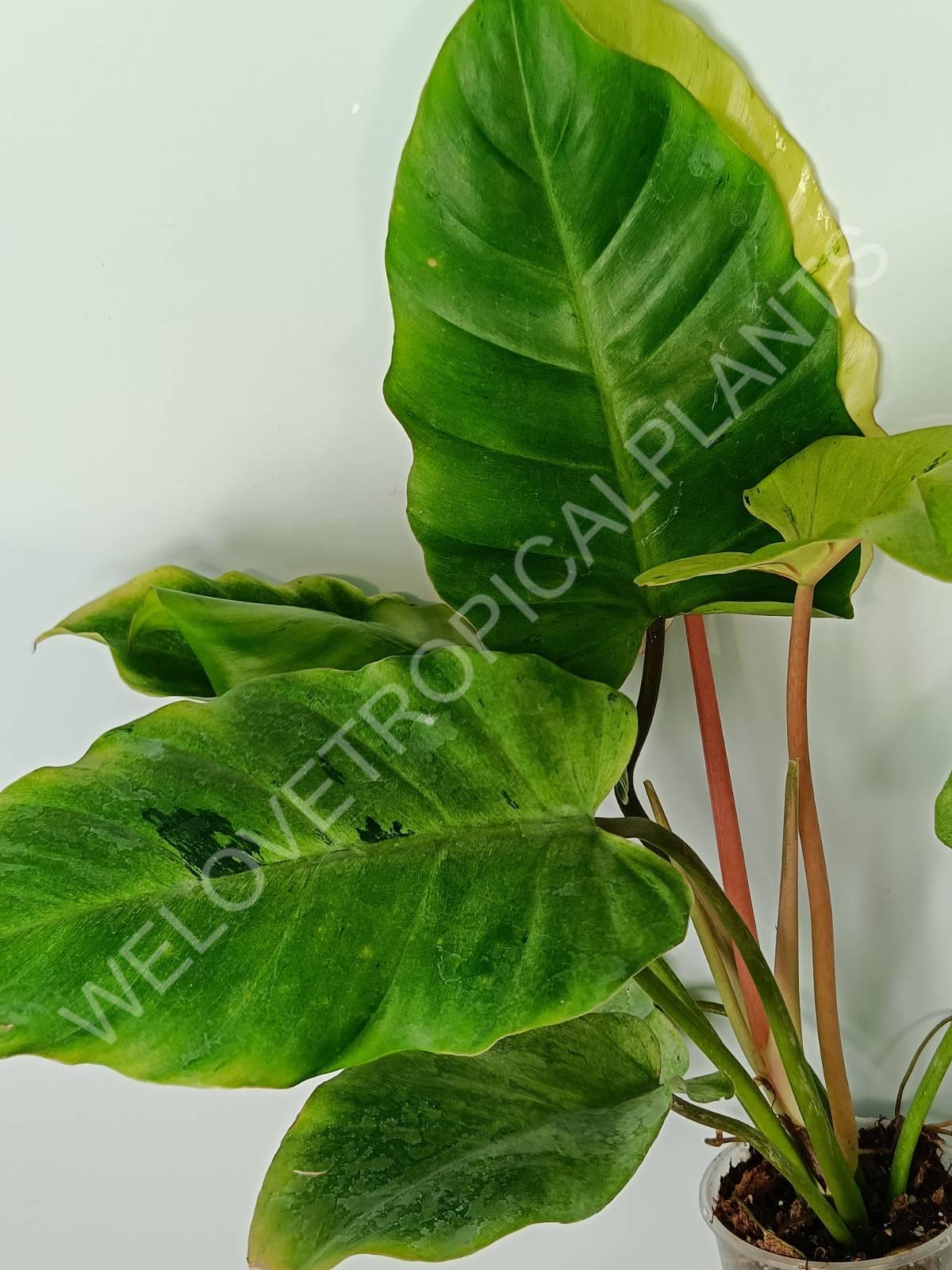 Philodendron snowdrift variegata