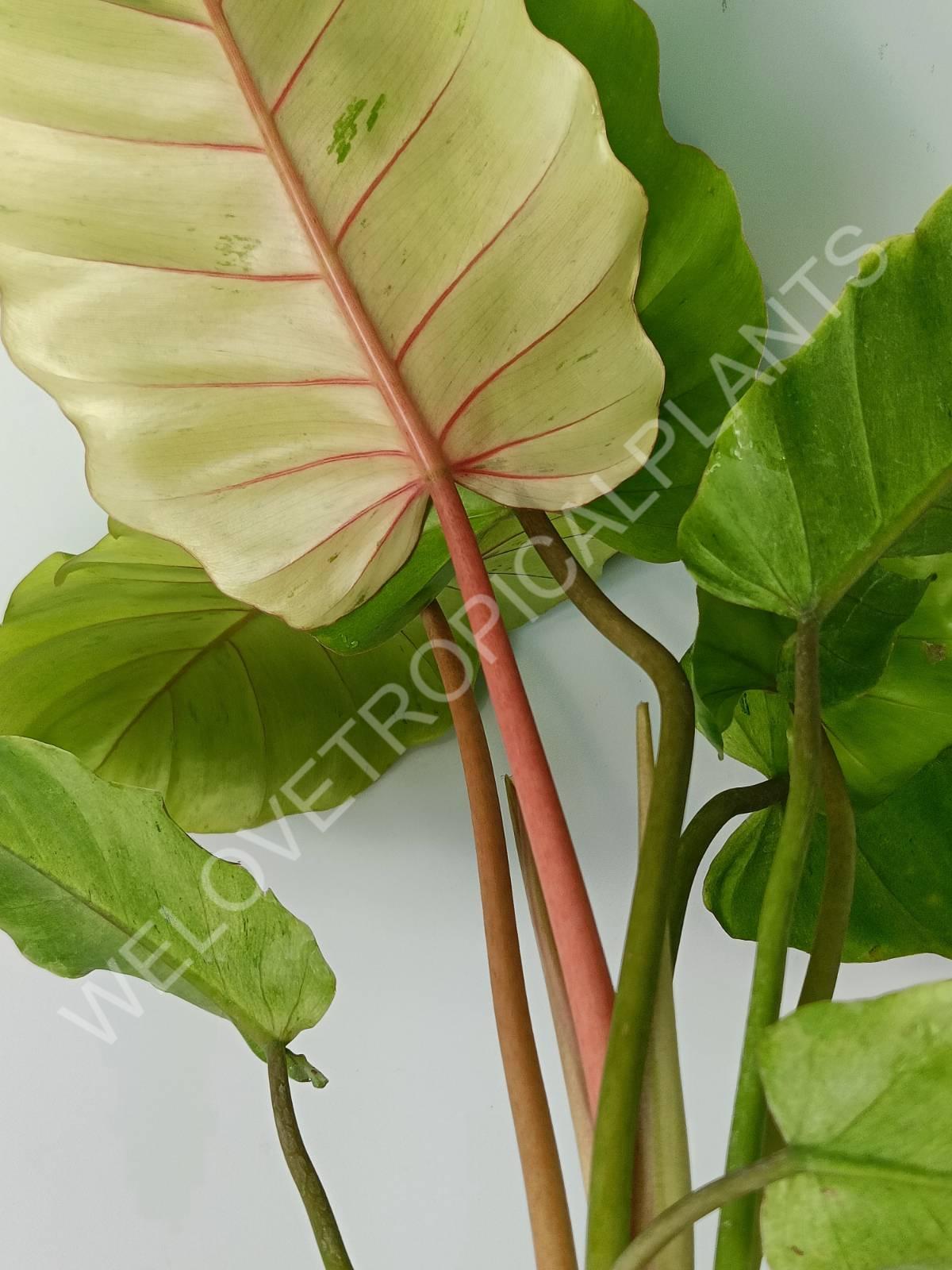 Philodendron snowdrift variegata