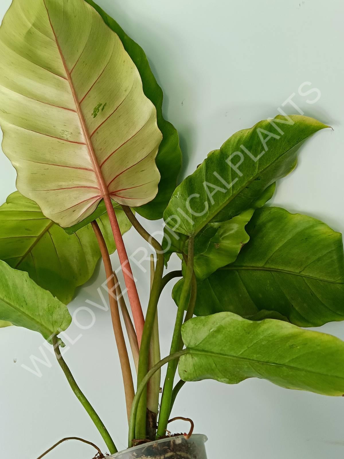 Philodendron snowdrift variegata