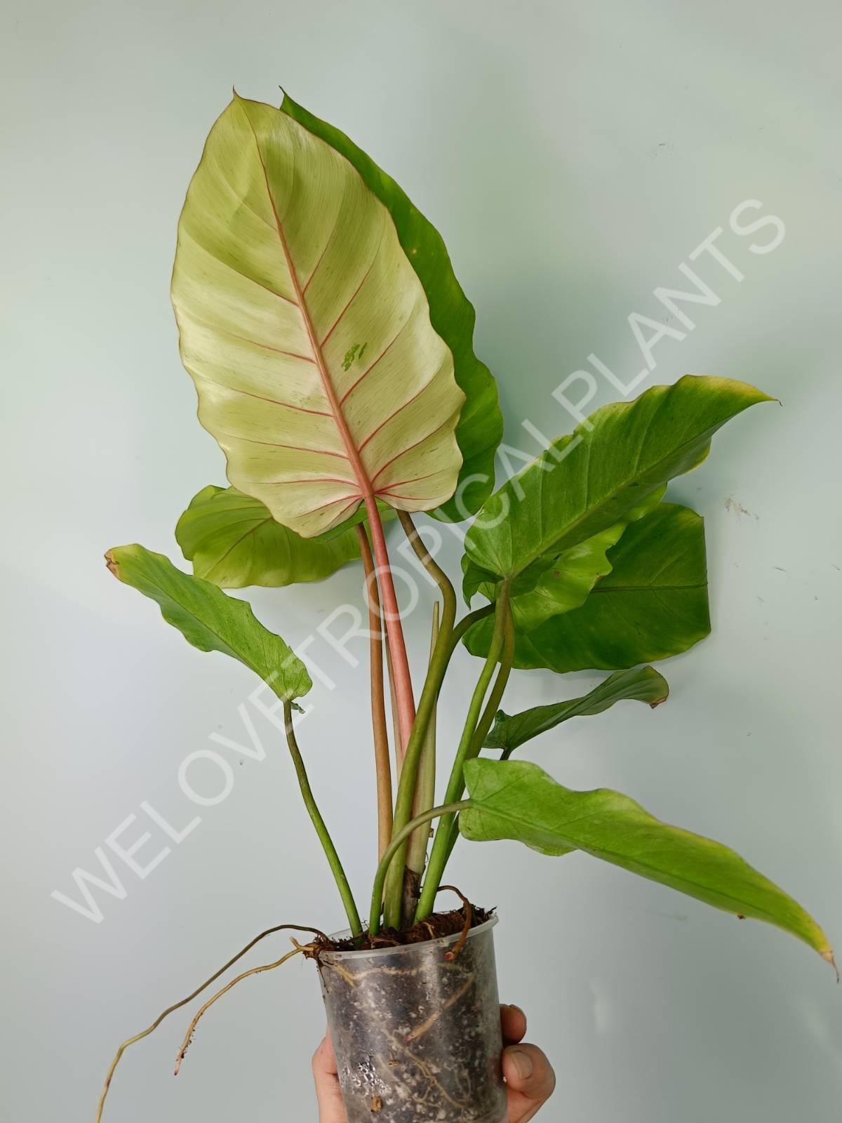 Philodendron snowdrift variegata