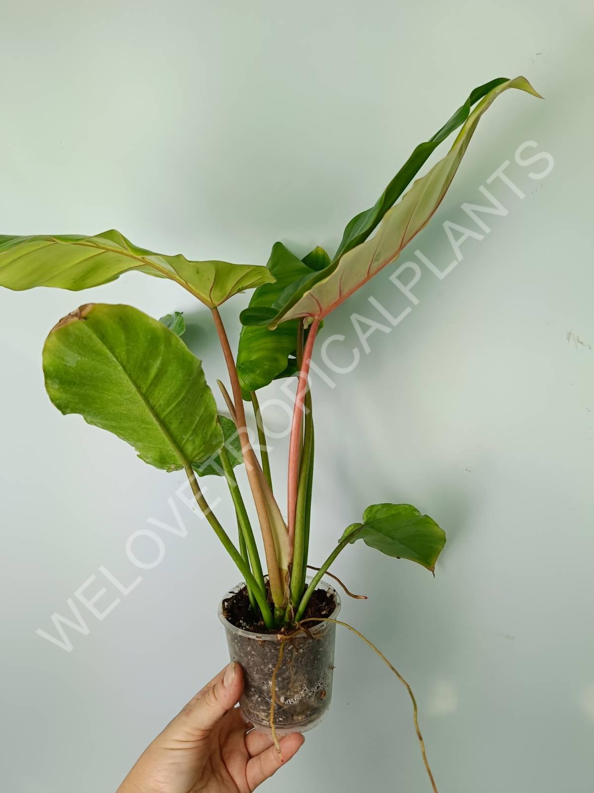 Philodendron snowdrift variegata