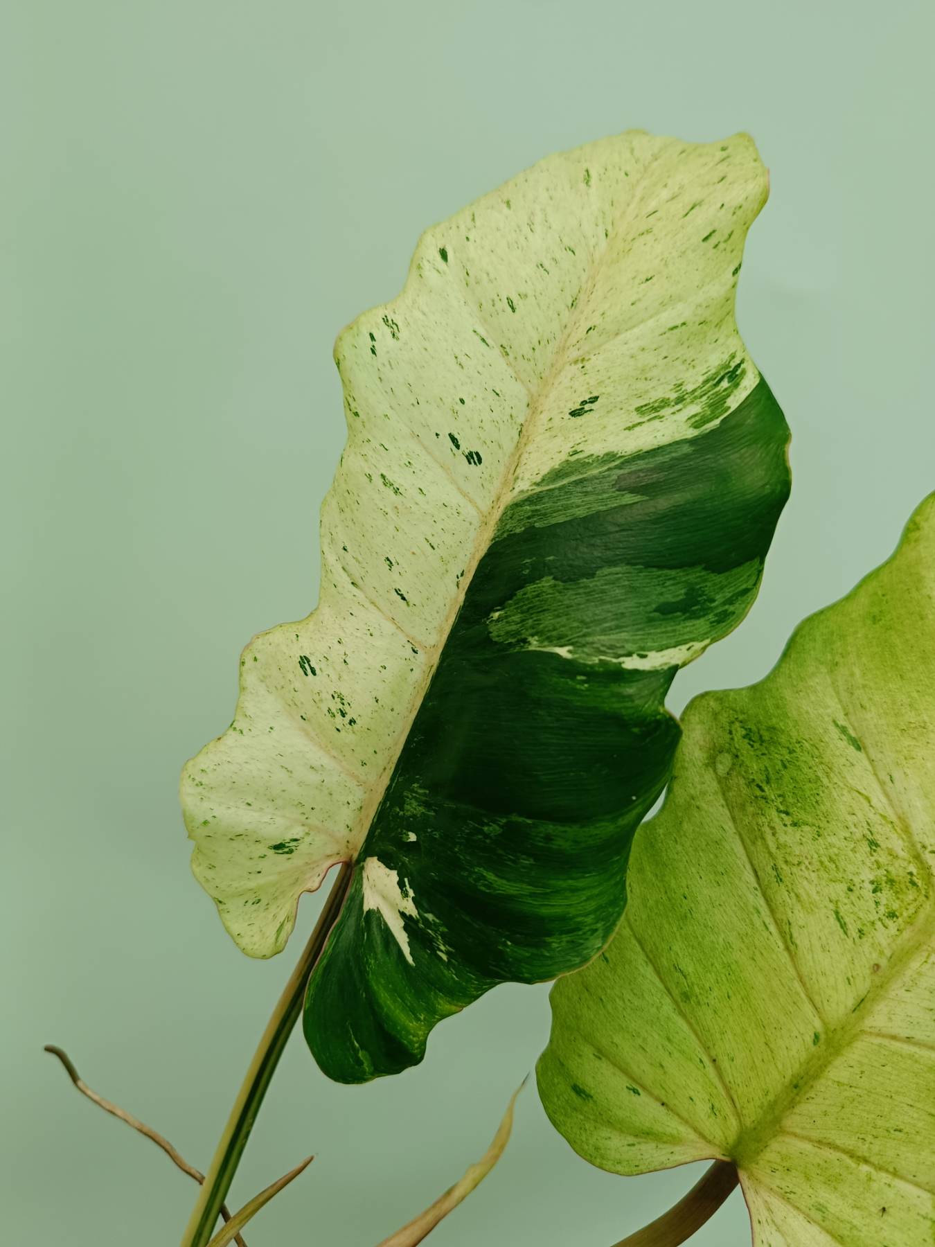 Philodendron snowdrift variegata