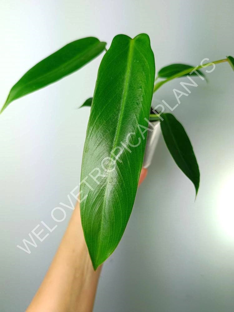 miniature philodendron Philodendron spiritus sancti (young plant)