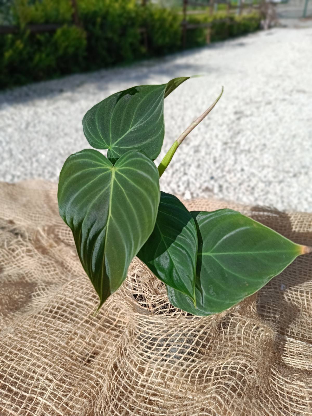 mature philodendron splendid Philodendron splendid for FREE