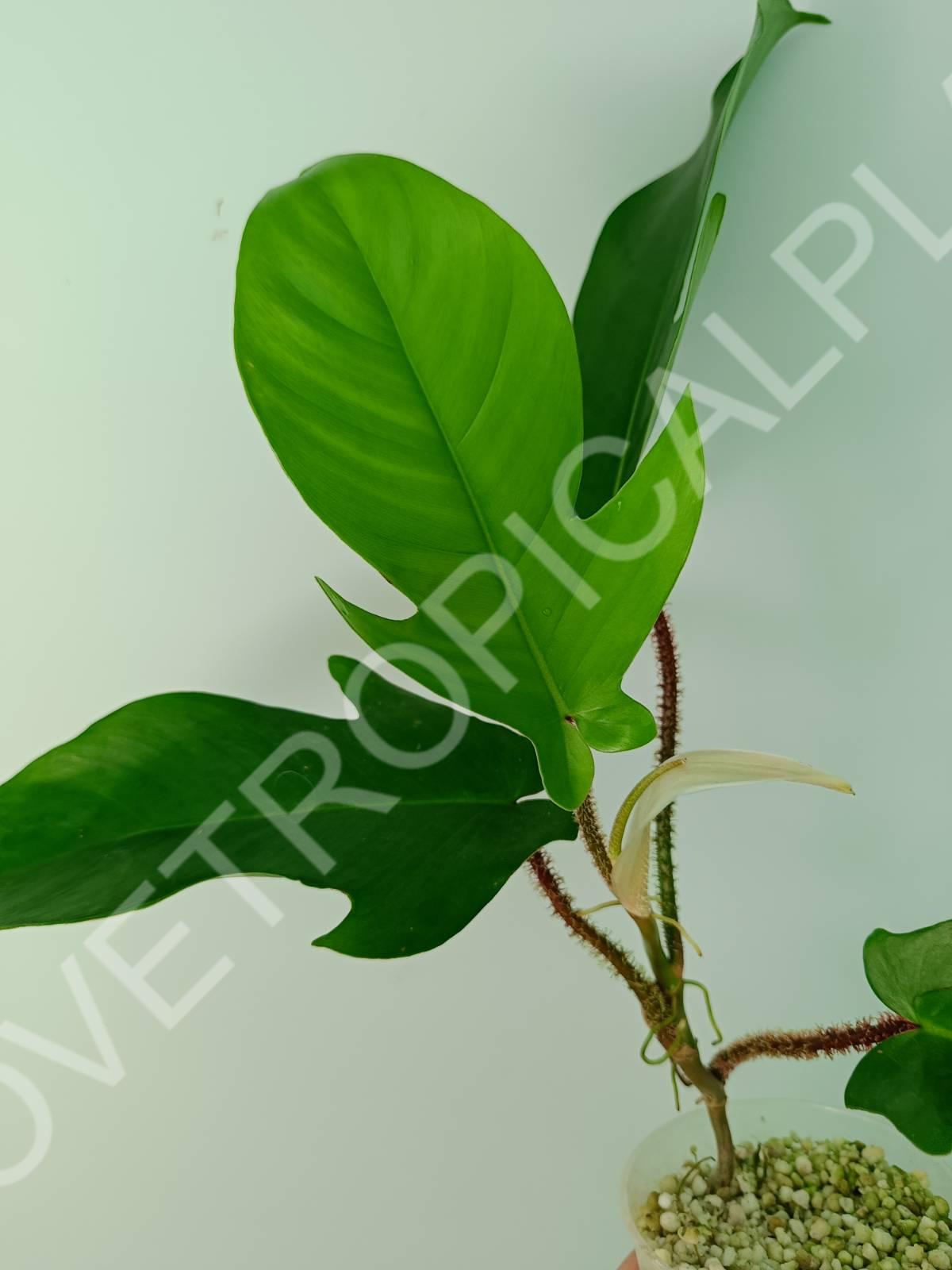 is philodendron squamiferum rare Philodendron squamiferum (young plant)