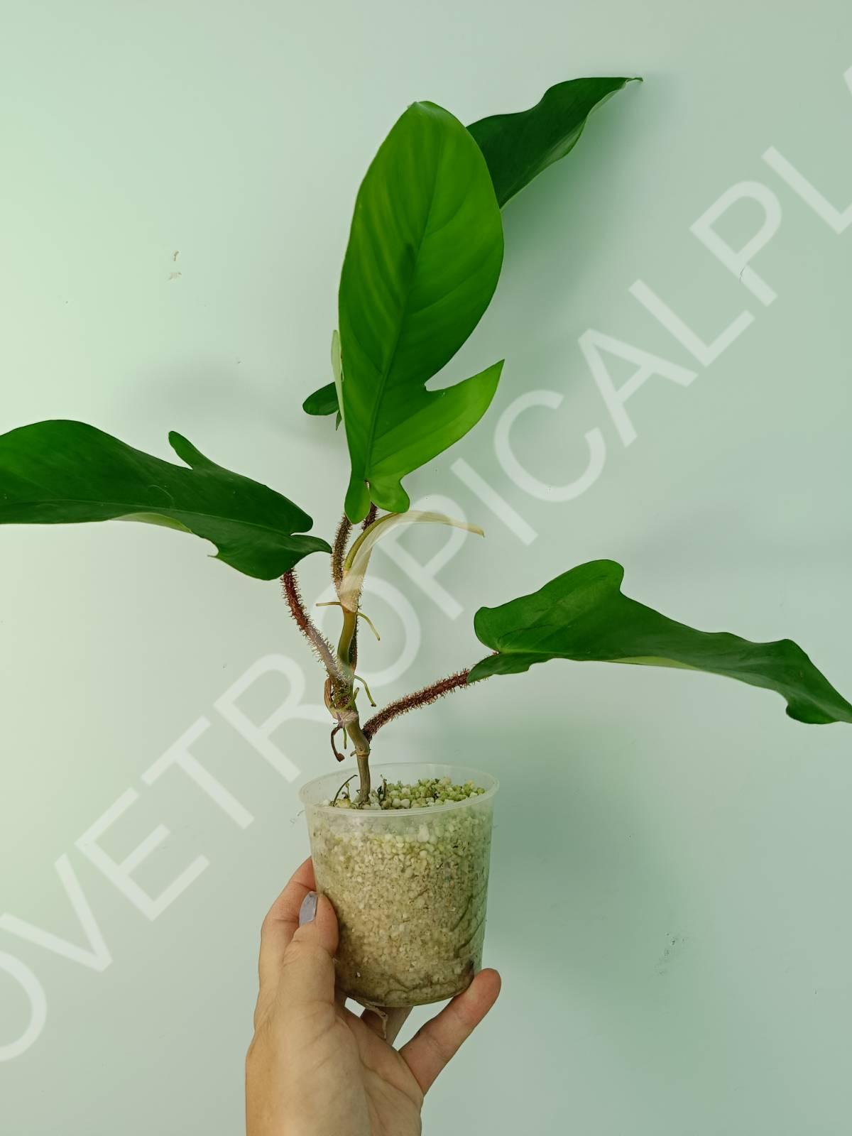 Philodendron squamiferum