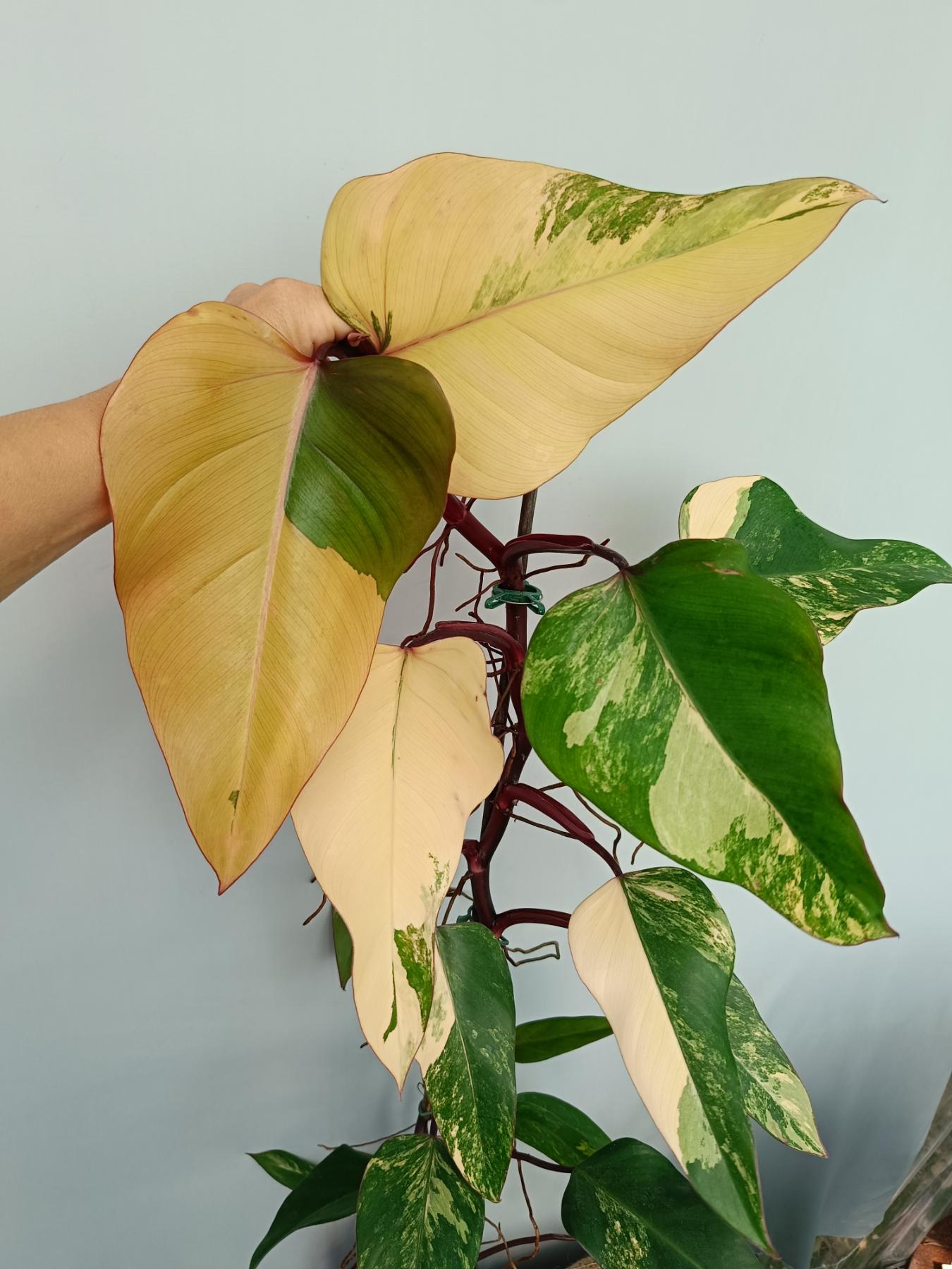 Philodendron Strawberry Shake variegata XL