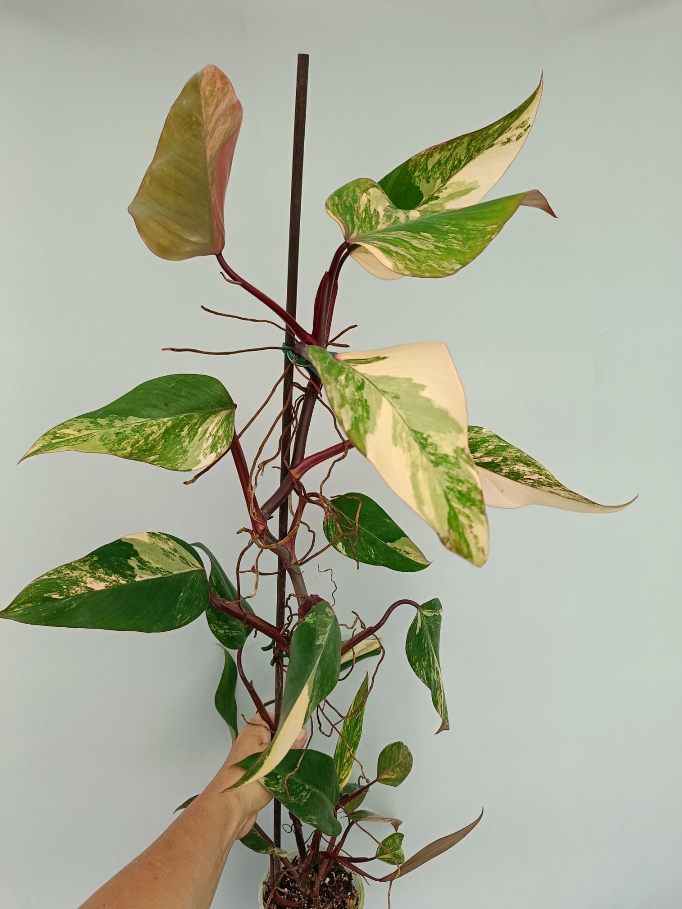 Philodendron Strawberry Shake variegata XL