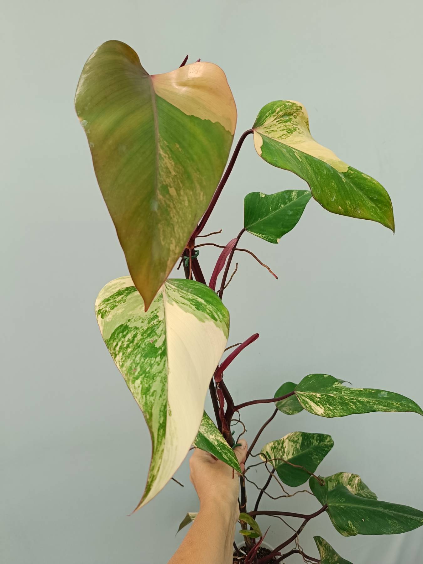 philodendron berries Philodendron Strawberry Shake variegata XL