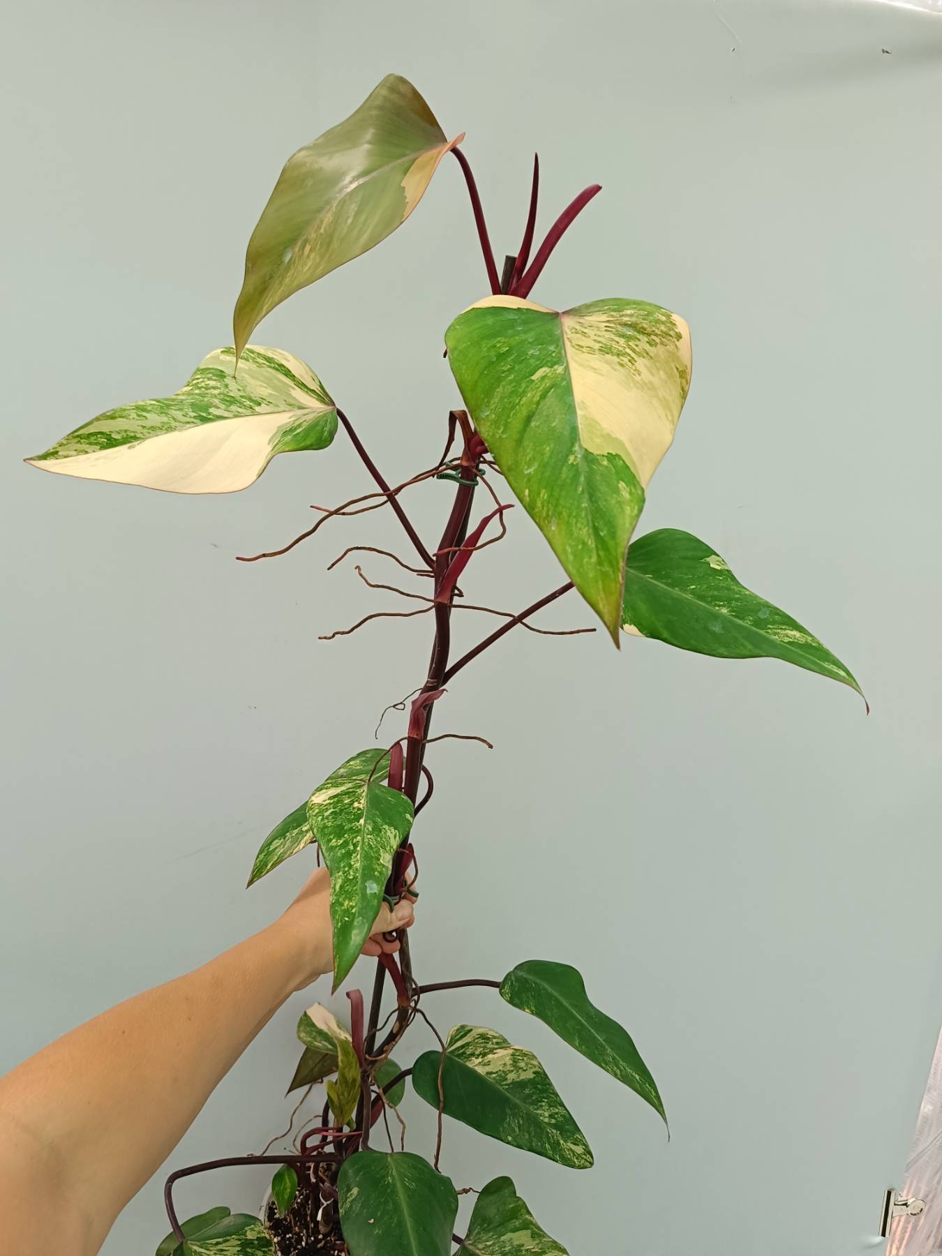 Philodendron Strawberry Shake variegata