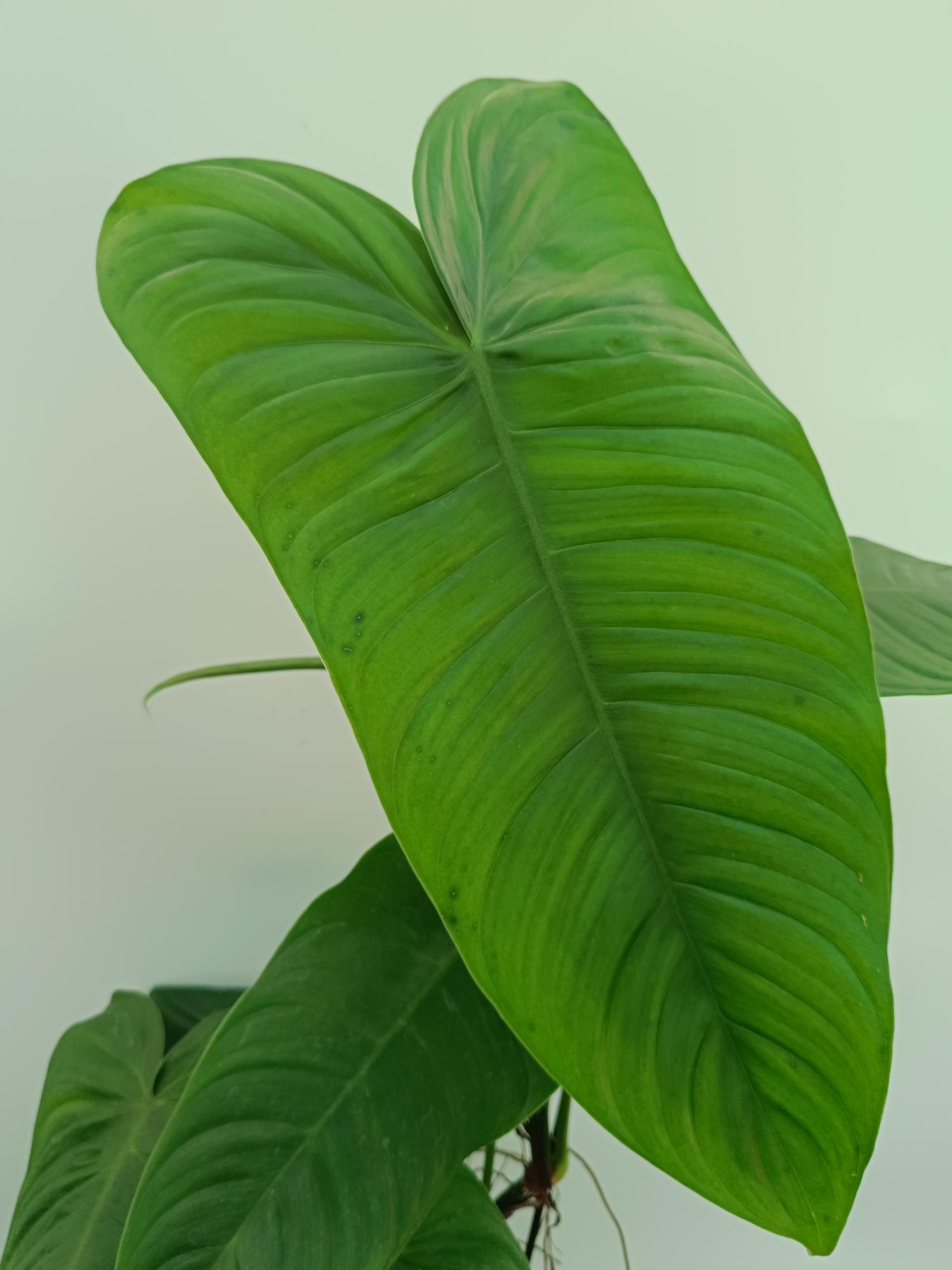 philodendron tenue vs sharoniae Philodendron tenue XL
