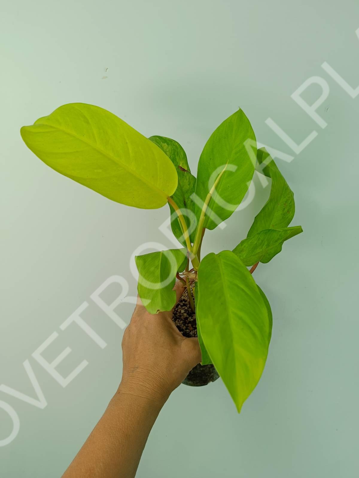 philodendron thai sunrise vs golden goddess Philodendron thai sunrise (young plant)