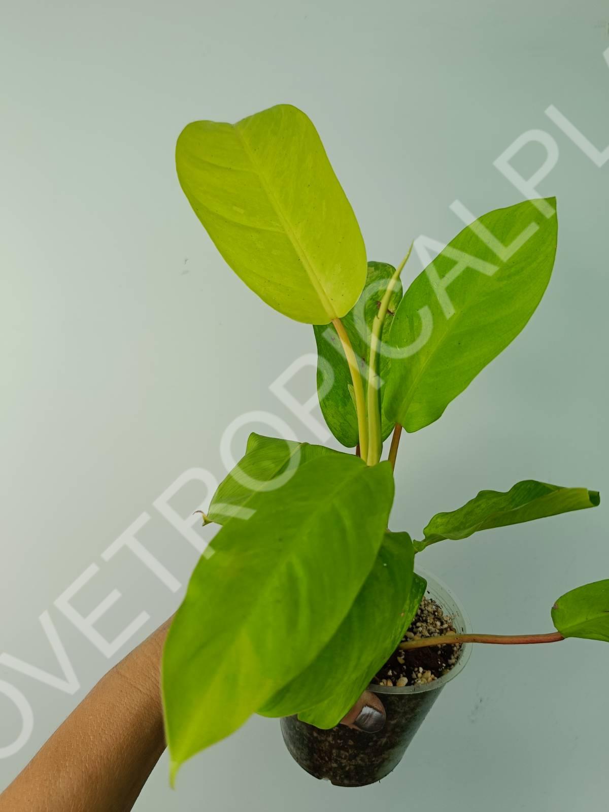 Philodendron thai sunrise variegata