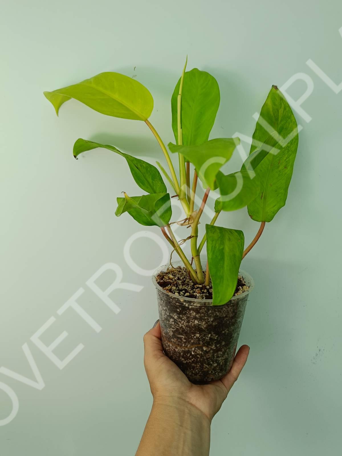 Philodendron thai sunrise variegata