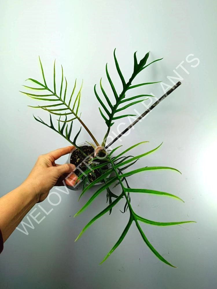 Philodendron tortum tiny