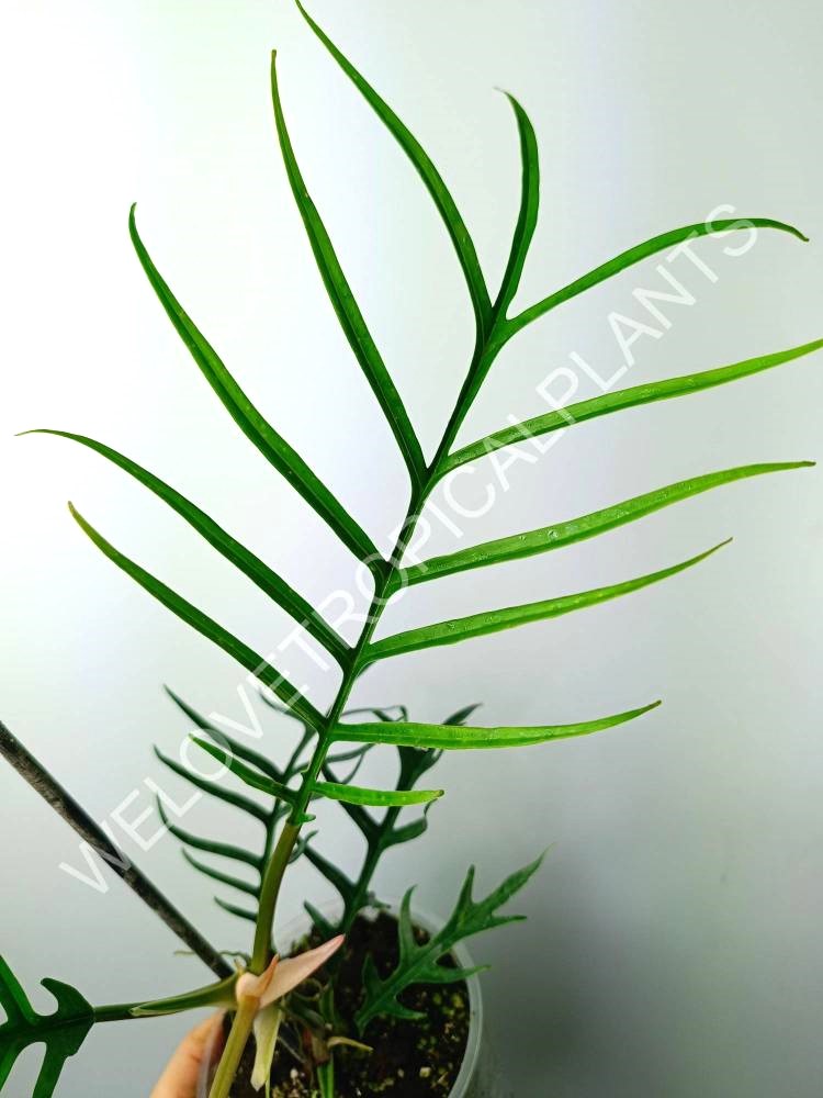 Philodendron tortum tiny