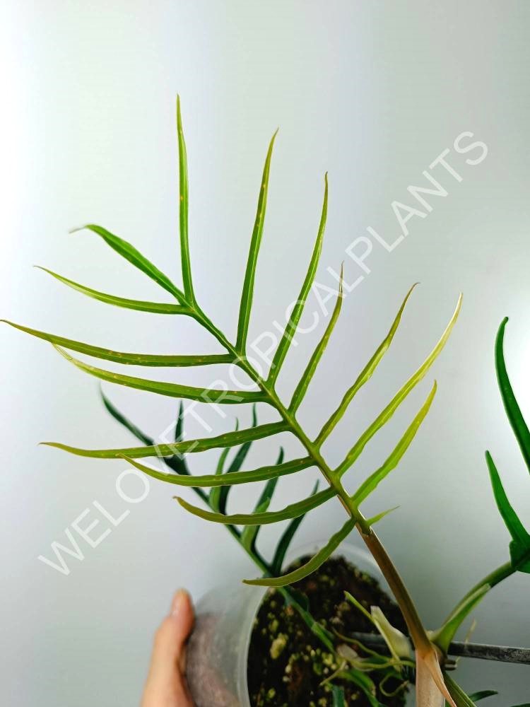 Philodendron tortum tiny