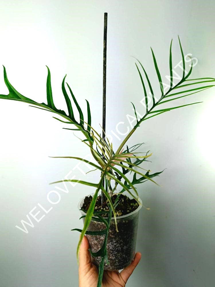 Philodendron tortum tiny