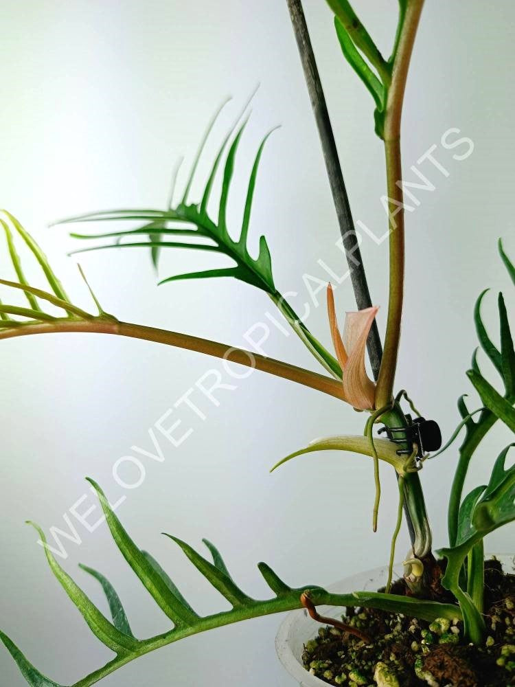 Philodendron tortum tiny