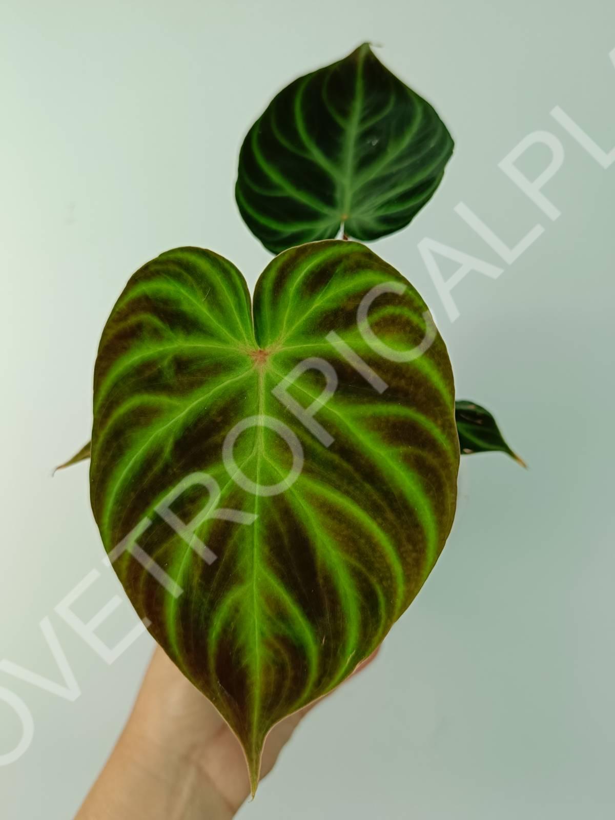 virgo philodendron Philodendron verrucosum regular form (young plant)
