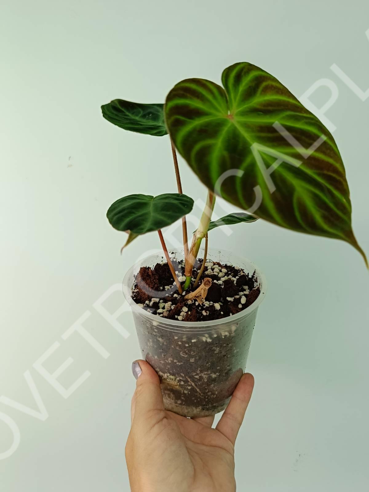 Philodendron verrucosum regular form